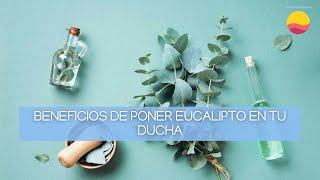 ¿Hojas de eucalipto en la ducha Conoce sus beneficios [upl. by Omrellig]