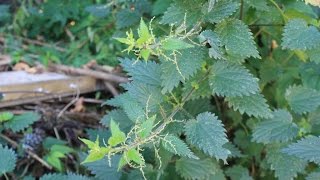 Common Stinging Nettle Identification edited  see description [upl. by Oremoh39]