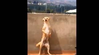 Perro Bailando quotEl Serruchoquot [upl. by Fernand]