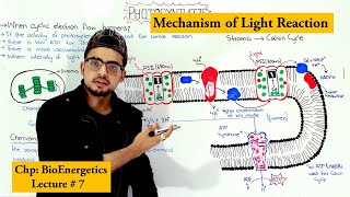 Light reaction of Photosynthesis  Cyclic and noncyclic photophosphorylation [upl. by Eniak455]