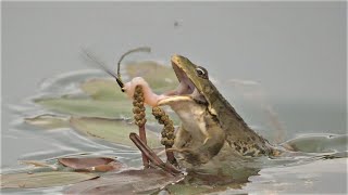 Frosch frisst Kleinlibelle  Frog eats damselfly [upl. by Glinys]