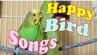 10 Hr Happy Parakeets Sing Playing amp Eating Cute Budgies Chirping Reduce Stress of lonely Birds [upl. by Tuesday271]