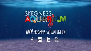 Animal Encounter Snorkelling with Sharks Experience at Skegness Aquarium [upl. by Eedolem]