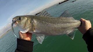 La Pêche du bar au lançon artificiel [upl. by Kopans]