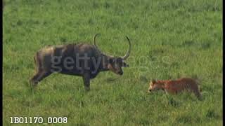 Tiger attacks wild water buffalo  Buffalo turns to face tiger [upl. by Ettegdirb]