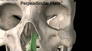 The Ethmoid Bone [upl. by Naivad]