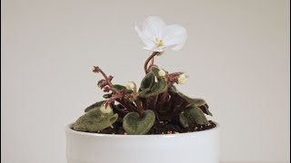 How To Repot And Divide African Violets [upl. by Essiralc]