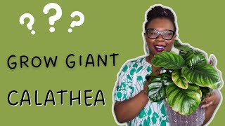 Do THIS to grow a GIANT Calathea Fasciata in LECA  The Leca Queen [upl. by Rotsen]