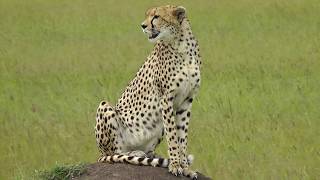 Kenya Safari with National Geographic Expeditions [upl. by Ahsinaw]