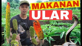 Panen Porang Jantan  Makanan Ular [upl. by Ameh]