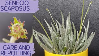 SENECIO SCAPOSUS CARE AND REPOTTING TIPS FOR BEGINNERS VIDEO ABOUT SUCCULENTS [upl. by Bella]