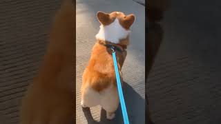 Funny Dog Dance Video  Funny Dancing Dogs Compilation  Try Not To Laugh [upl. by Leehar674]