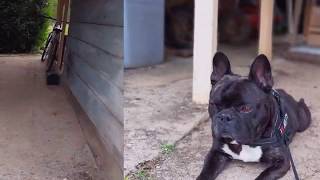 Griffin french bulldog august pictures [upl. by Panther317]