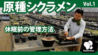 原種シクラメン 1 休眠前の管理 ◆横山園芸 公式◆【2021】 [upl. by Armitage]