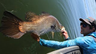 Barra Battle at Lake Tinaroo  How to Hook and Land Meter Barra [upl. by Doria]