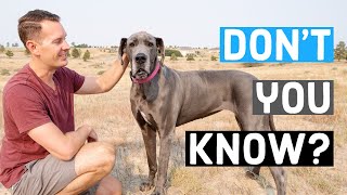 11 Things That ONLY A Great Dane Parent Would Understand [upl. by Zildjian]