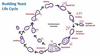 Budding Yeast Life Cycle Saccharomyces cerevisiae  Mycology  Biology [upl. by Taffy]