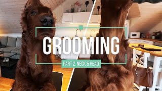 Grooming Part 2  Irish Red Setter  Neck amp Head [upl. by Zawde]