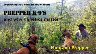 Prepper K9s Everything you need to know Black Mouth Cur [upl. by Esikram433]