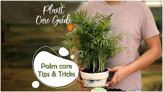 Palm Plant Care Tips amp How to Grow Healthy Bushy Palms  Plant Care Guide [upl. by Orelie943]