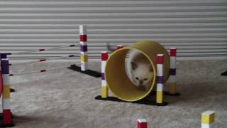 Tonkinese kitten training for CFA Feline Agility [upl. by Aimit]