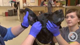 How to Clean A Dogs Ears [upl. by Reine]