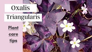 Oxalis Triangularis  Oxalis triangularis carePurple ShamrockButterfly plant [upl. by Salohci]