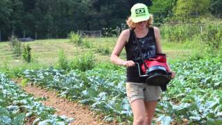 Overseeding Cover Crops into Fall Vegetables at Potomac Vegetable Farms [upl. by Ahearn837]