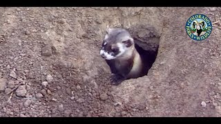 BlackFooted Ferrets Colorado [upl. by Egidio]