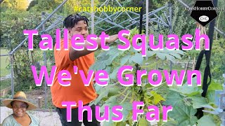 Tallest Squash Weve Grown Thus Far  catshobbycorner [upl. by Aicekat]