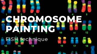 Chromosome Painting [upl. by Aneelahs111]