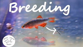 Breeding Celestial Pearl Danios  Galaxy Rasbora [upl. by Nas]