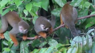 Guianan Squirrel Monkeys Saimiri sciureus [upl. by Arykat276]