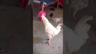 Rooster Crowing 🐓📢🤩 S02E09 shorts [upl. by Lindell909]