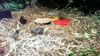 Button Quail  Live Cage Cam [upl. by Nilra]