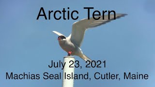 Arctic Tern  July 23 2021 Machias Seal Island Cutler Maine USA [upl. by Gilmore]