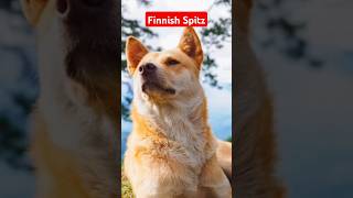 Finnish Spitz Dog Personality and Behavior [upl. by Ynnohj104]