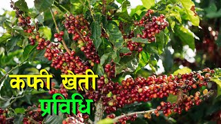 कफि खेती कसरी गर्ने  Coffee Kheti in Nepal [upl. by Richma]