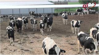 Semex Alliance  AI24mov [upl. by Romeyn]