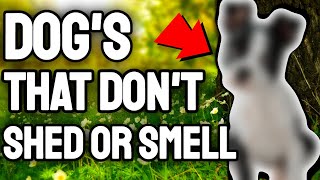 Top 15 Small Dog Breeds That Dont Shed Or Smell [upl. by Eus232]