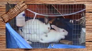 How to Breed Rabbits In a Cage System [upl. by Gustave]