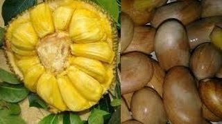 Manfaat Luar Biasa dari Biji Nangka Yang Anda Harus Tahu [upl. by Eenat]