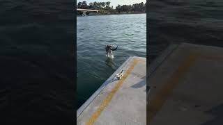 Determined Kangaroo Jumps Off the Pier [upl. by Ekusoyr108]