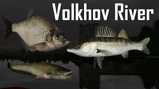 Bream Zander Catfish  Volkhov Rzeka Wołchow  Russian Fishing 4 RF4 SPOT 39 [upl. by Pang]