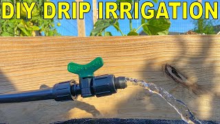 DIY Drip Irrigation Fed By Rain Barrels AND A Spigot The BEST Guide [upl. by Uyr]