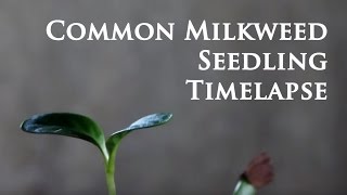 Common Milkweed Seed Germination 15 day Timelapse [upl. by Vargas]