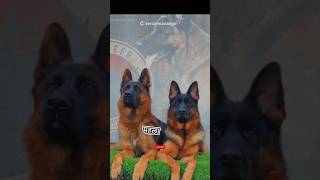 Kangal Dog Vs German shepherd fight facts knowledge pitbull shortsfeed dog shorts [upl. by Eeroc]