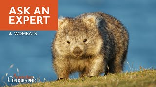 ASK AN EXPERT  Wombats [upl. by Fry225]