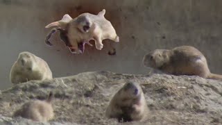 Prairie Dog Hunting Armageddon 3 Slomo EXPLOSIONS [upl. by Zach]