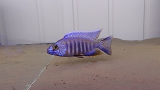 MALAWI CICHLIDS AULONOCARA TURKIS [upl. by Nwahsyd]